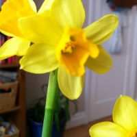 Profile photo for Angela Willner