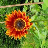 Profile photo for Wendy Brewin