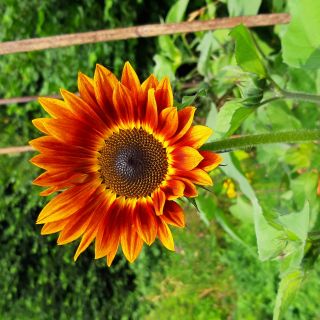 Profile photo for Wendy Brewin