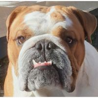 Profile photo for Adrian  Bubb