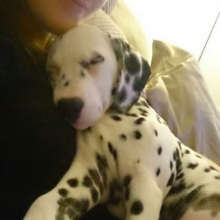 Profile photo for Denise Wilson