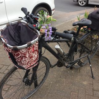 Profile photo for Diemut Remshard