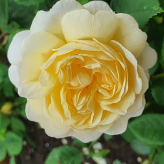 Profile photo for Joan Alexander