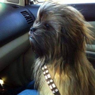 Profile photo for Nicola Randon