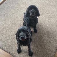 Profile photo for Jennifer Chumley