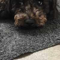 Profile photo for Andrew Campbell