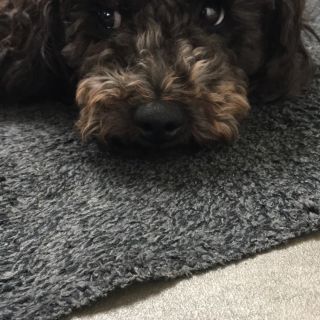 Profile photo for Andrew Campbell