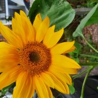 Profile photo for Nicola  Bramley-Howell