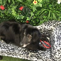 Profile photo for Tracey Pickwell