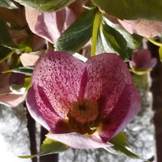 Profile photo for Tara Kirwin