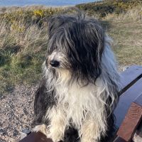 Profile photo for Alison Frankland