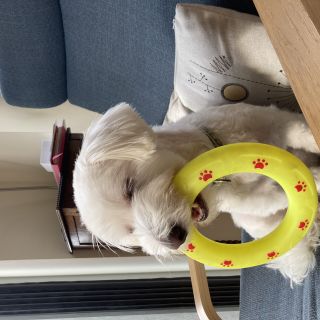 Profile photo for Noelle Treanor 