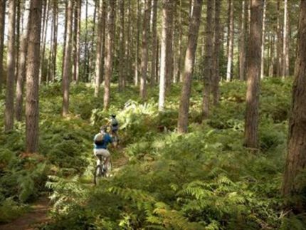 sherwood pines mtb