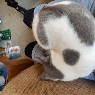 Profile photo for Jenny Gaiawyn