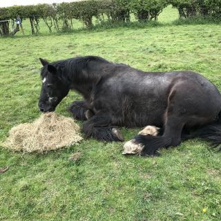 Profile photo for Gwenda Bellis